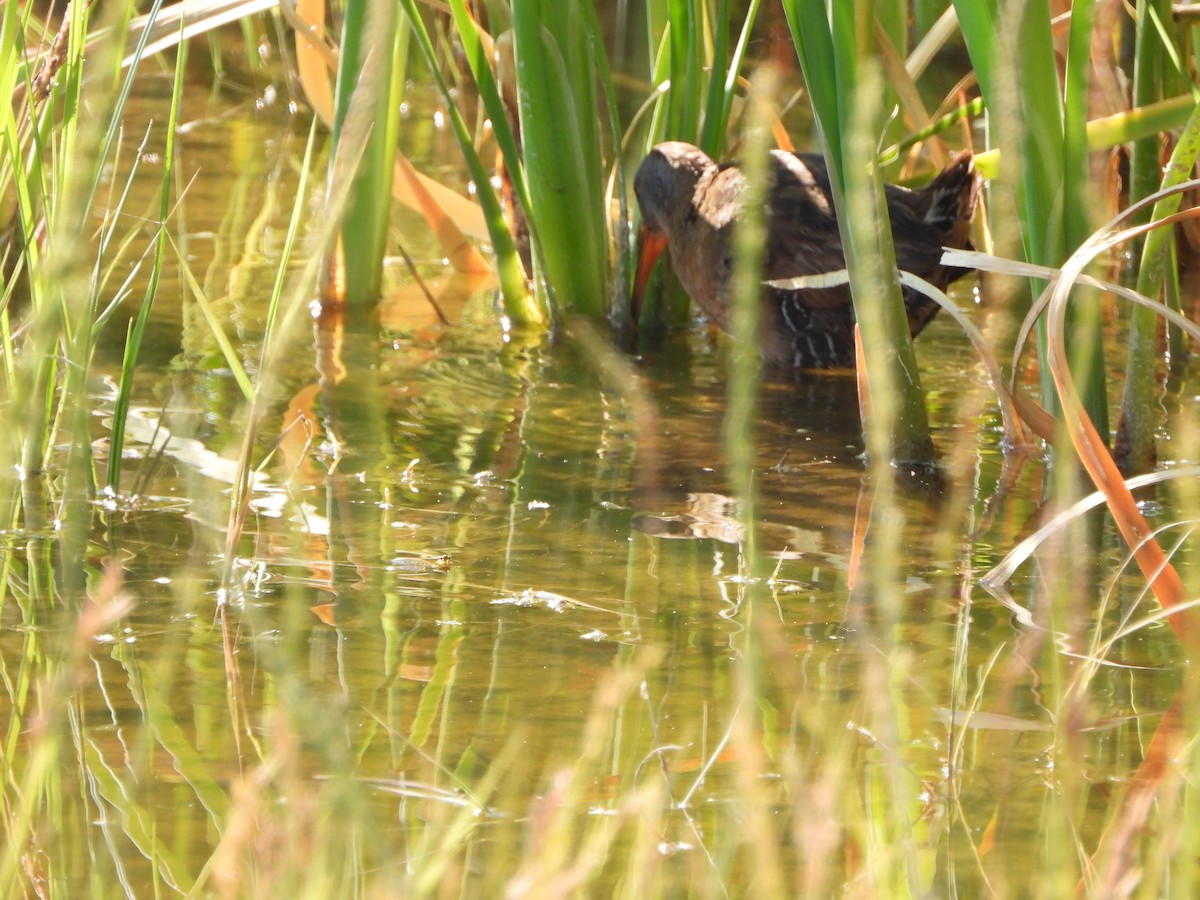 Virginia Rail - ML247286731