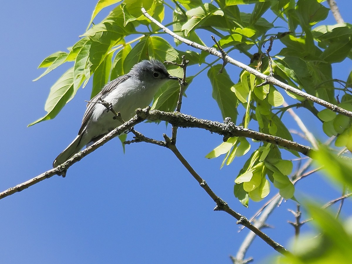 Blue-gray Gnatcatcher - ML247286761