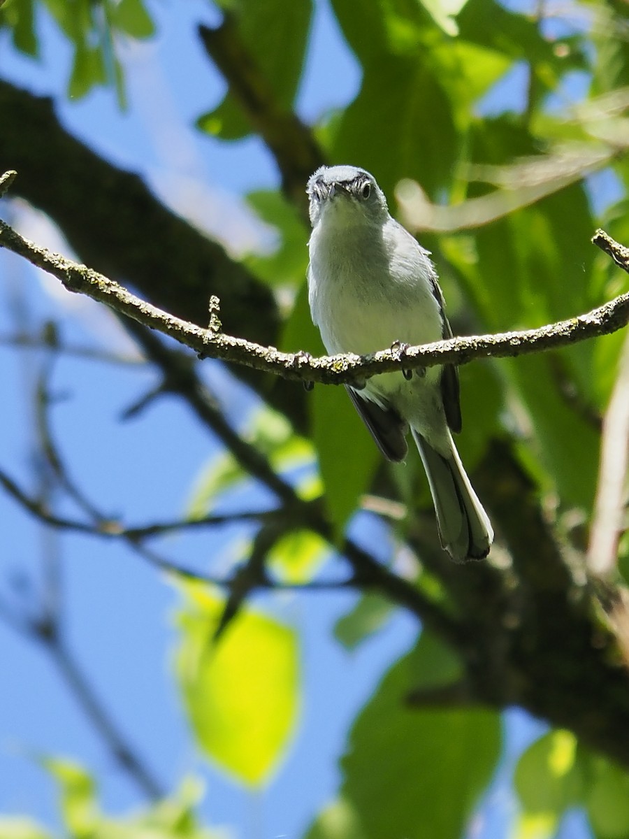 Blue-gray Gnatcatcher - ML247286791