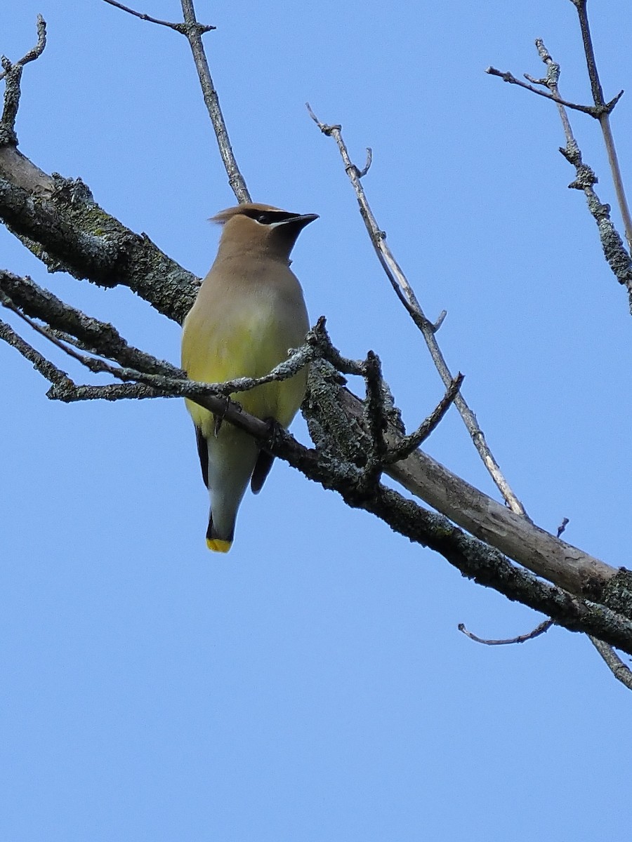 Cedar Waxwing - ML247286881