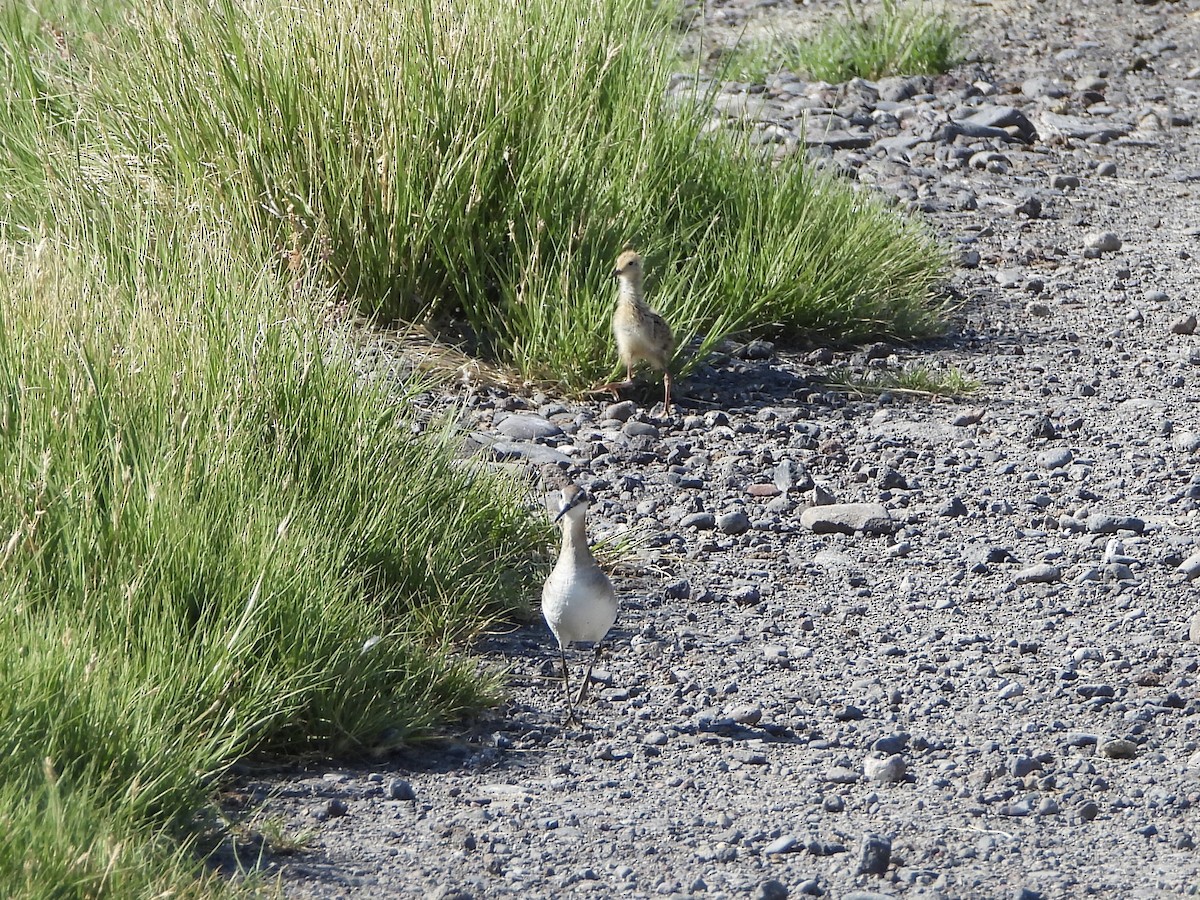 hvithalesvømmesnipe - ML247286891