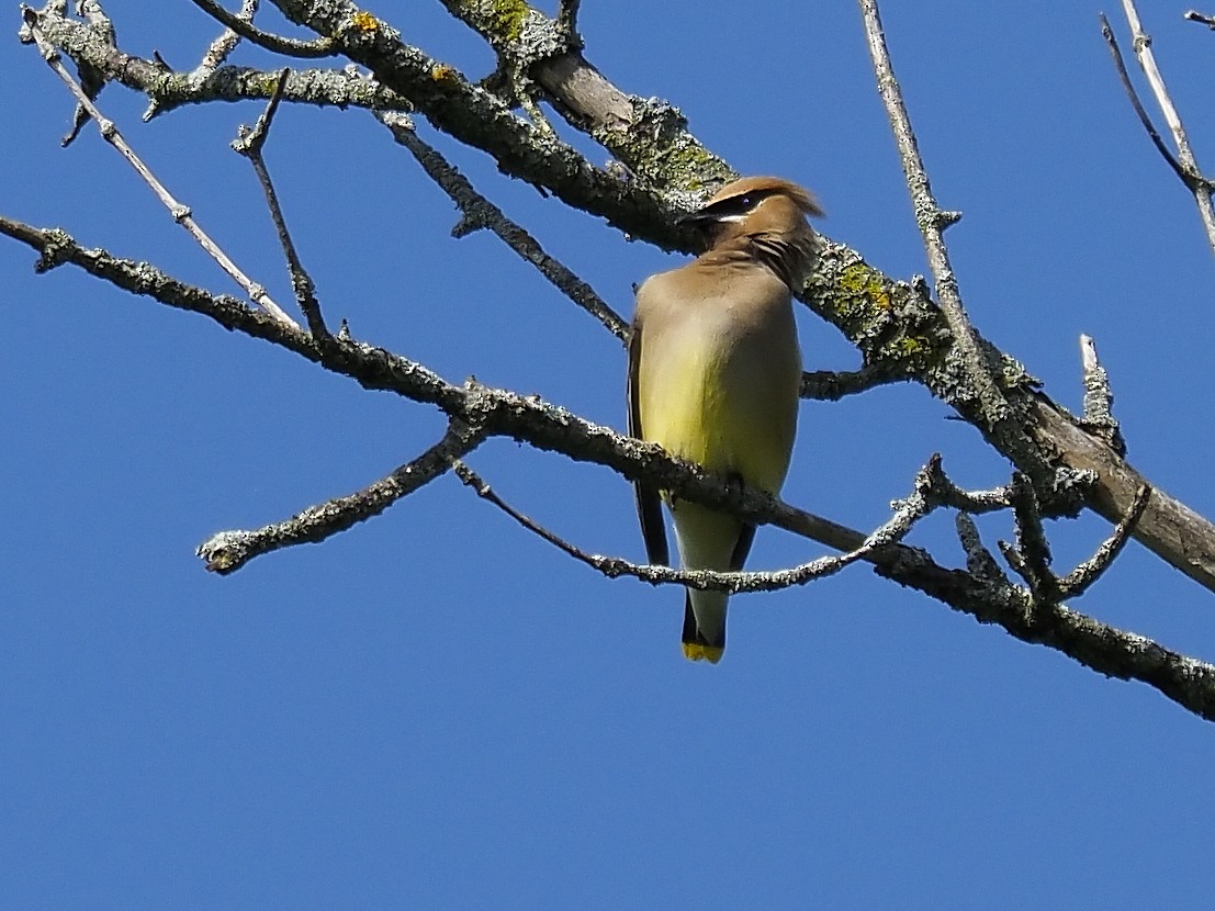 Cedar Waxwing - ML247286901