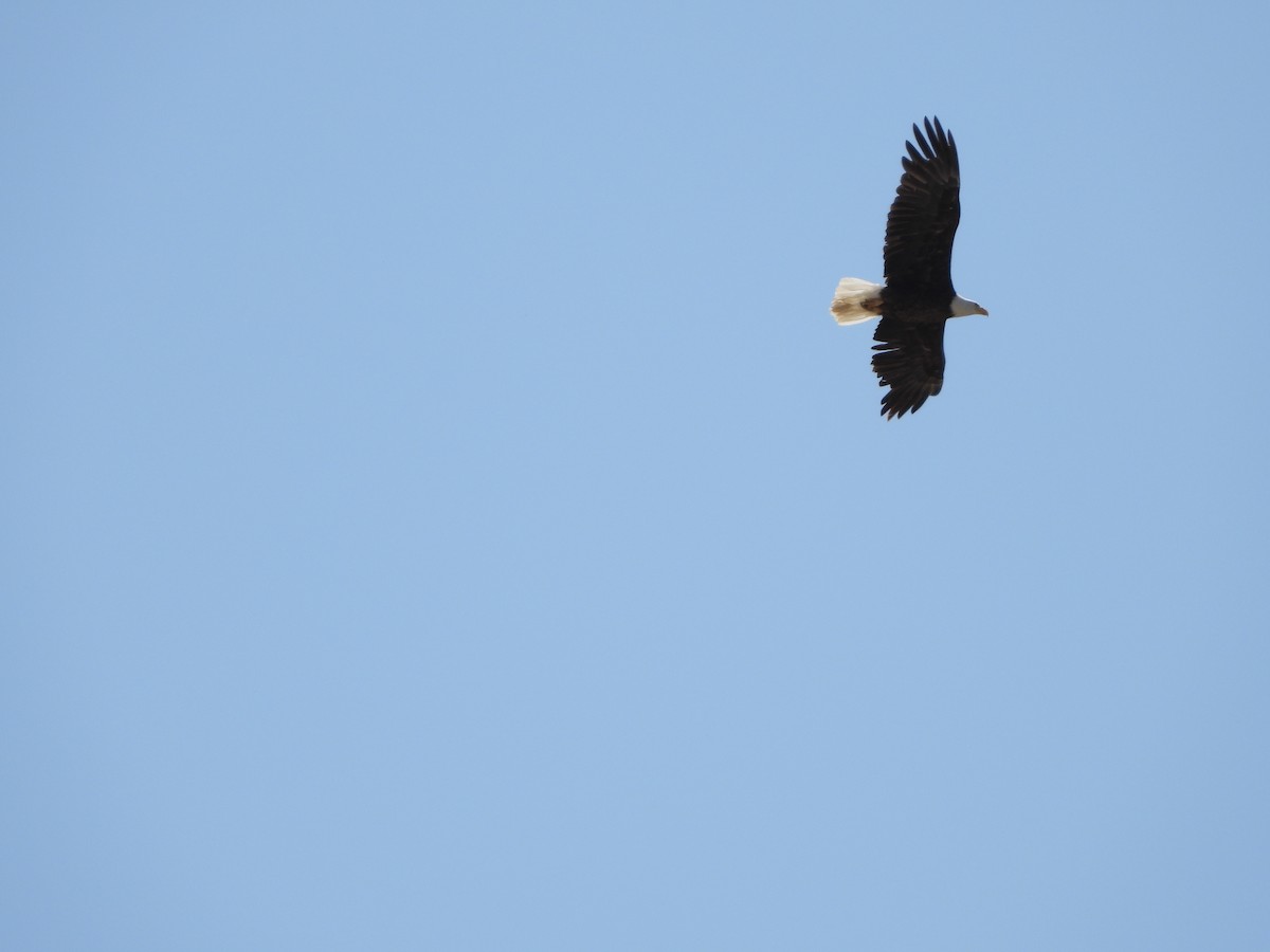 Bald Eagle - ML247287541