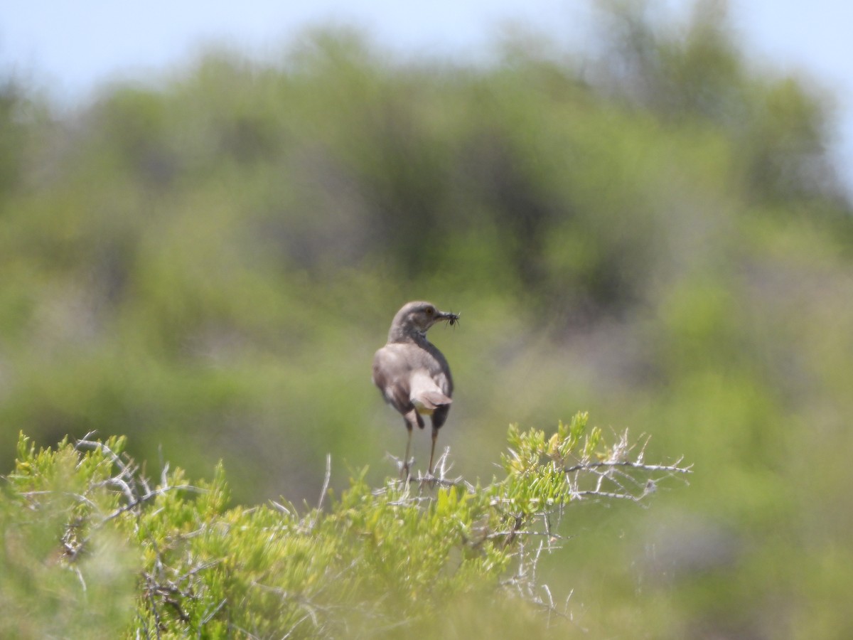 Sage Thrasher - Stephanie Stragier