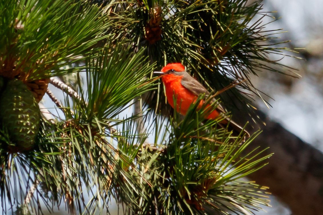 Vermilion Flycatcher - Carole Rose