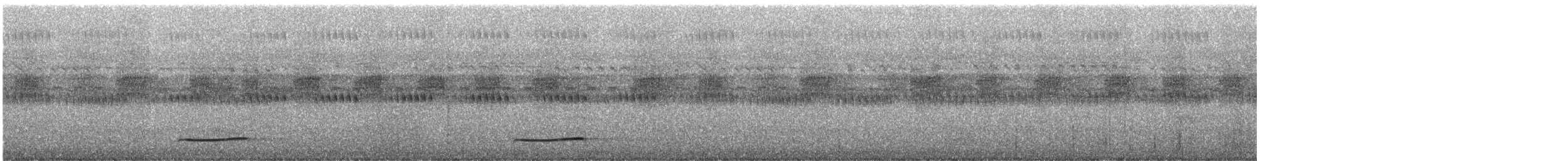 Тихоокеанский коэль (cyanocephalus/subcyanocephalus) - ML247289