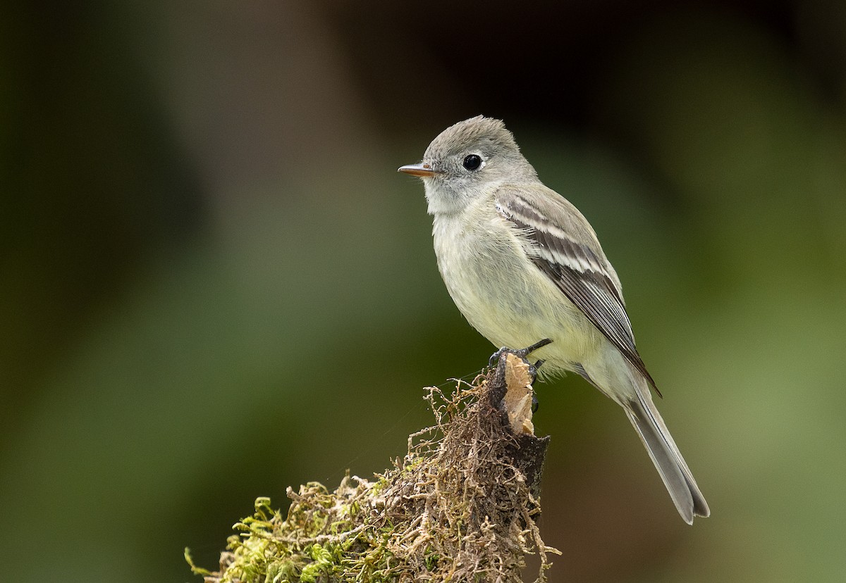 Hammond's Flycatcher - ML247290221