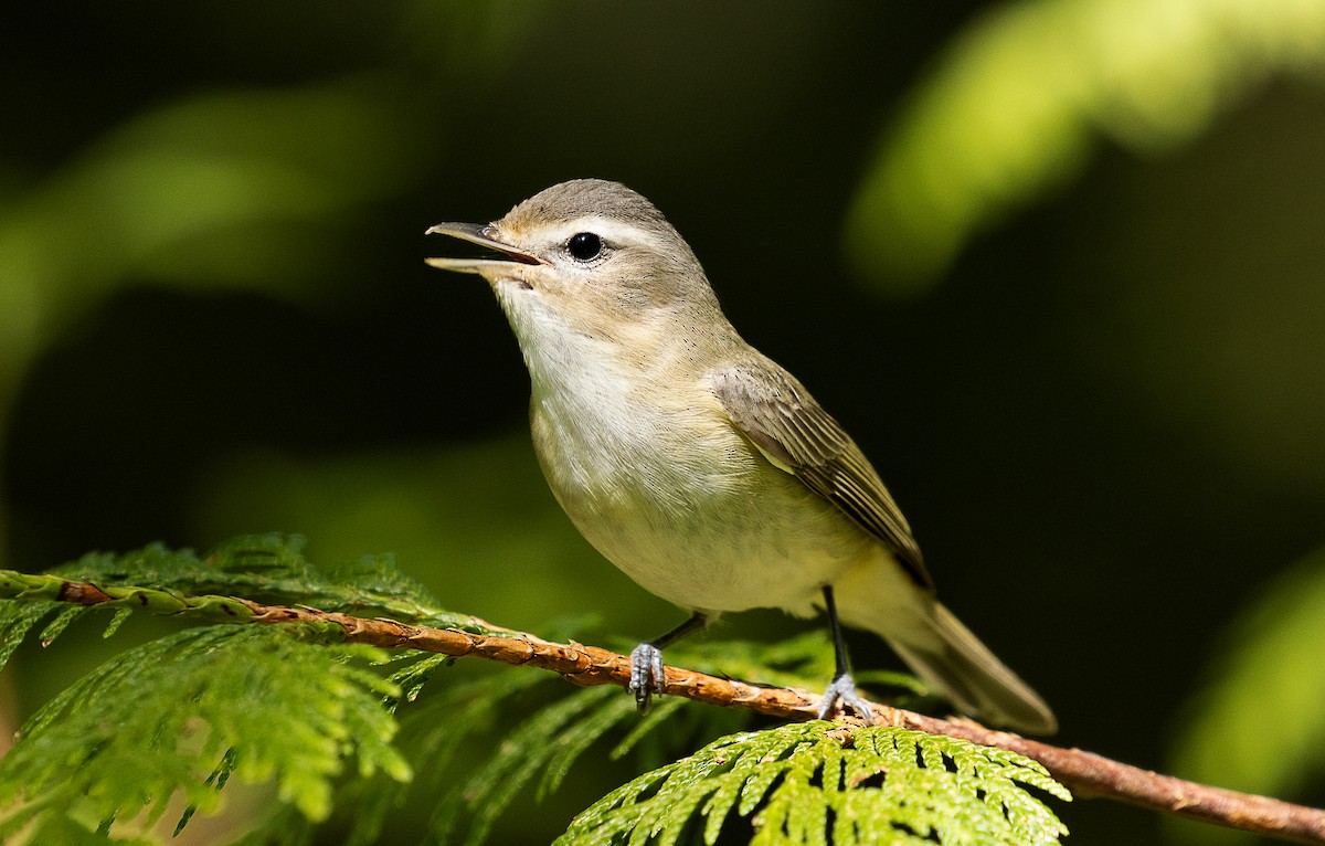 Western Warbling Vireo - mark daly