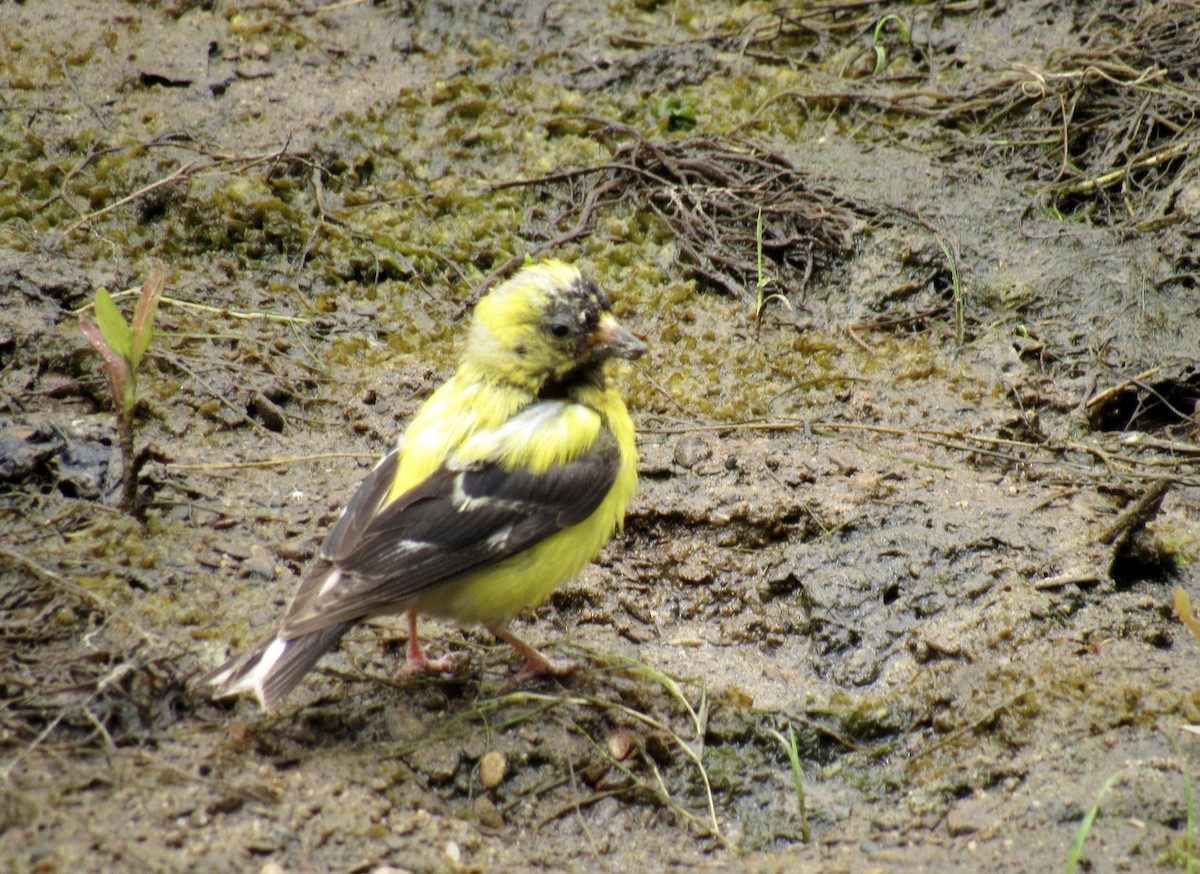 American Goldfinch - ML247290611