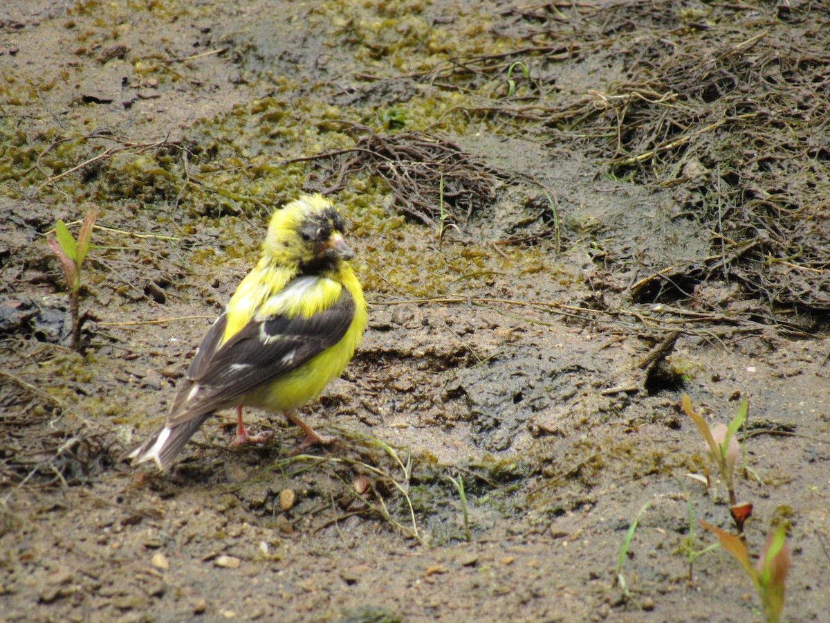 American Goldfinch - ML247290641