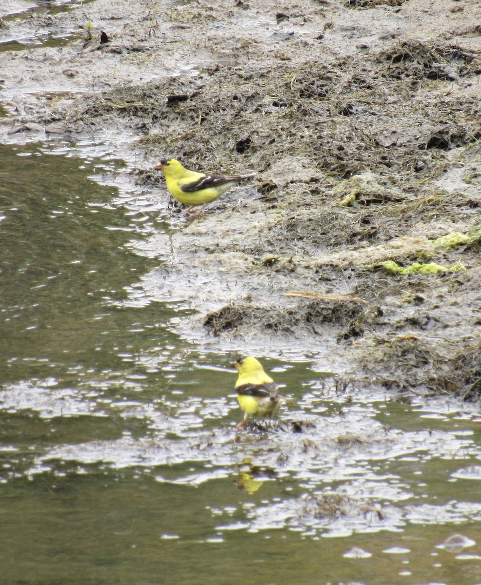 American Goldfinch - ML247290781