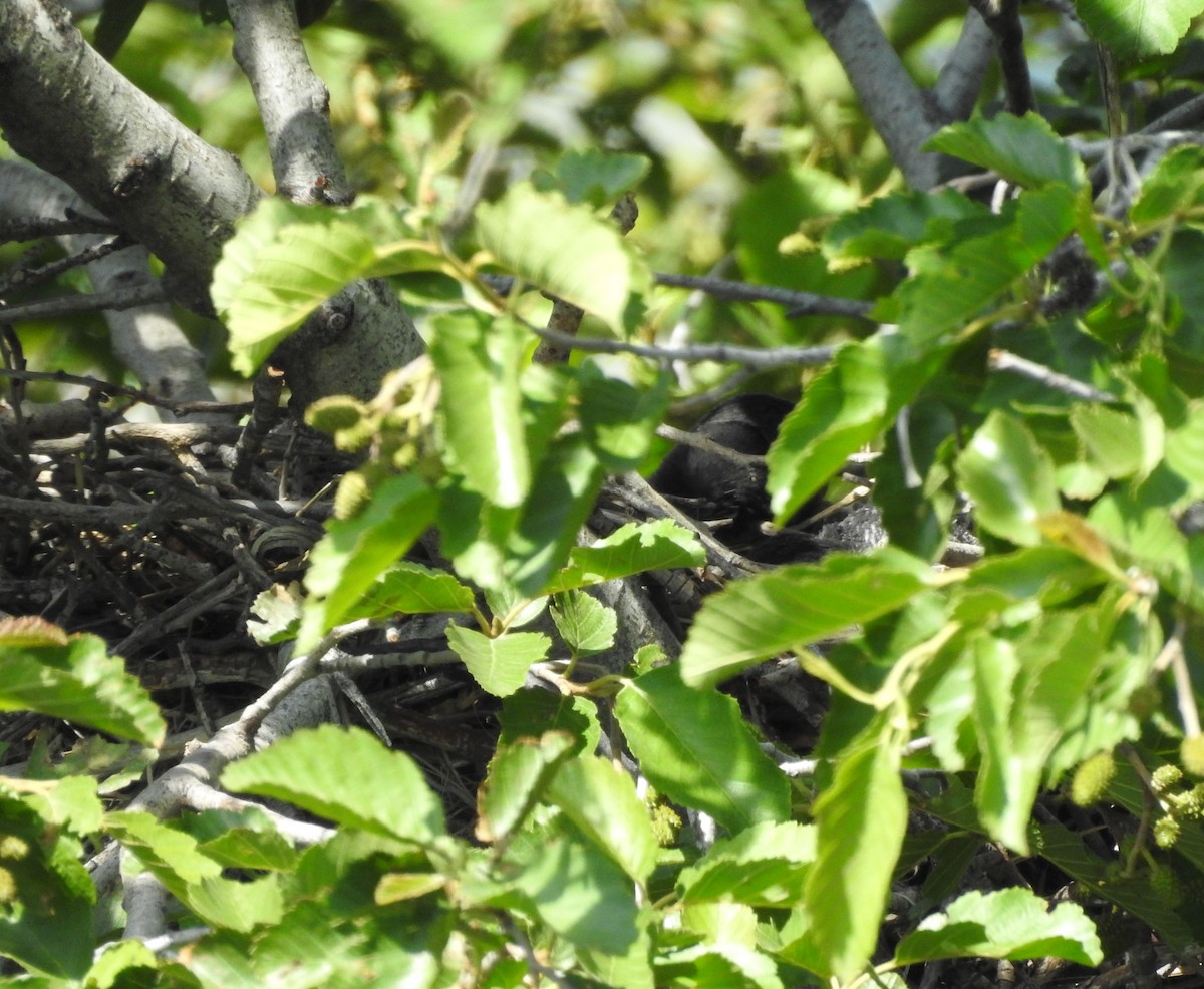 American Crow - ML247292491