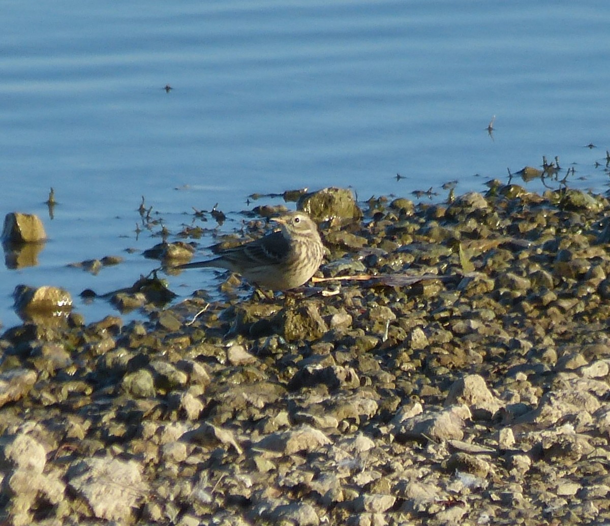 American Pipit - ML247292701