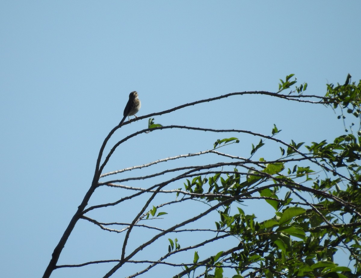 Clay-colored Sparrow - ML247292741