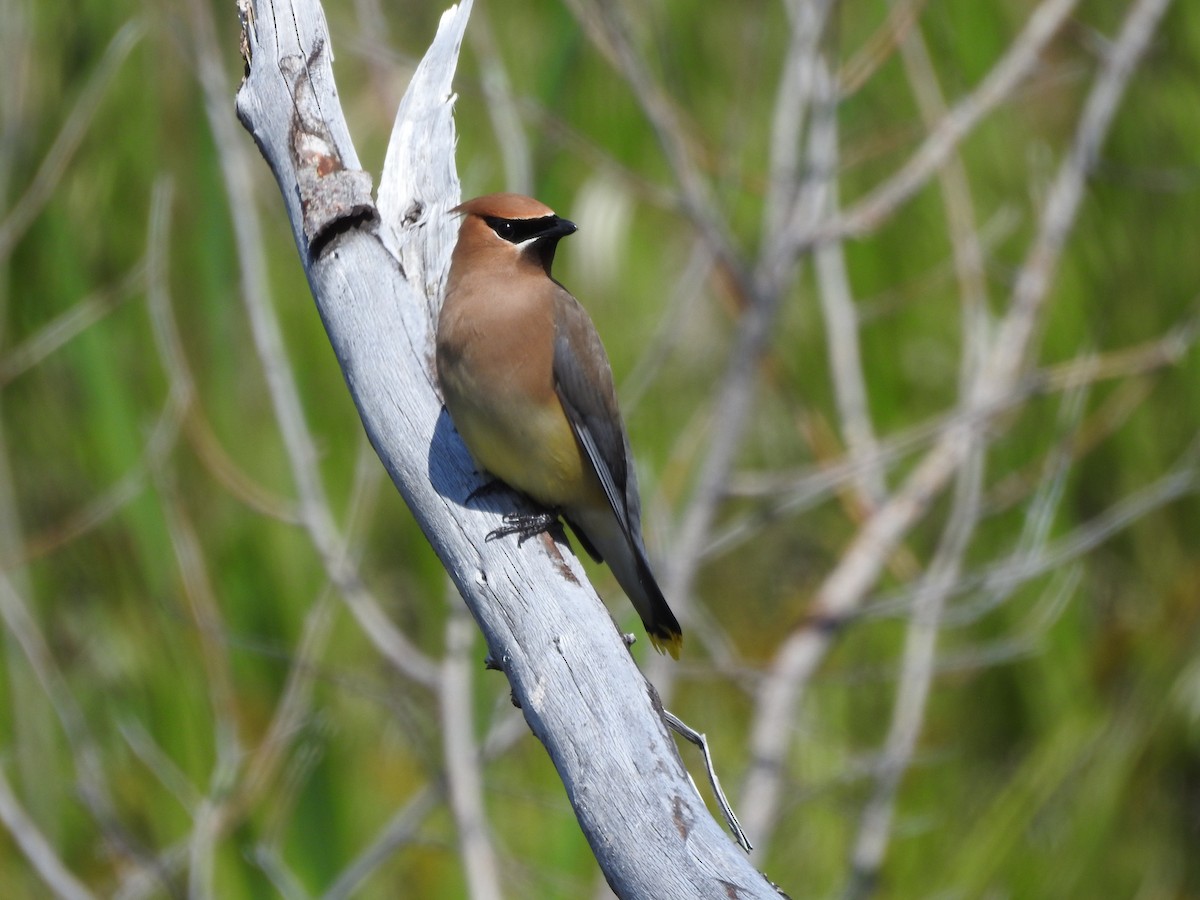 Cedar Waxwing - ML247292771