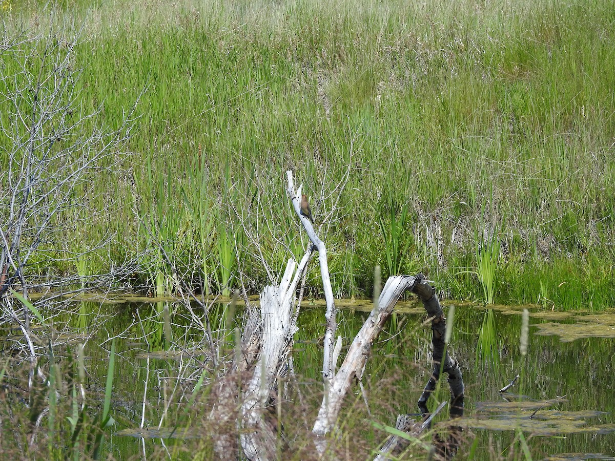 Cedar Waxwing - ML247292801