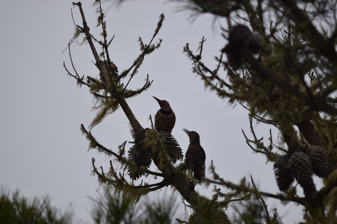 Northern Flicker - ML247292891