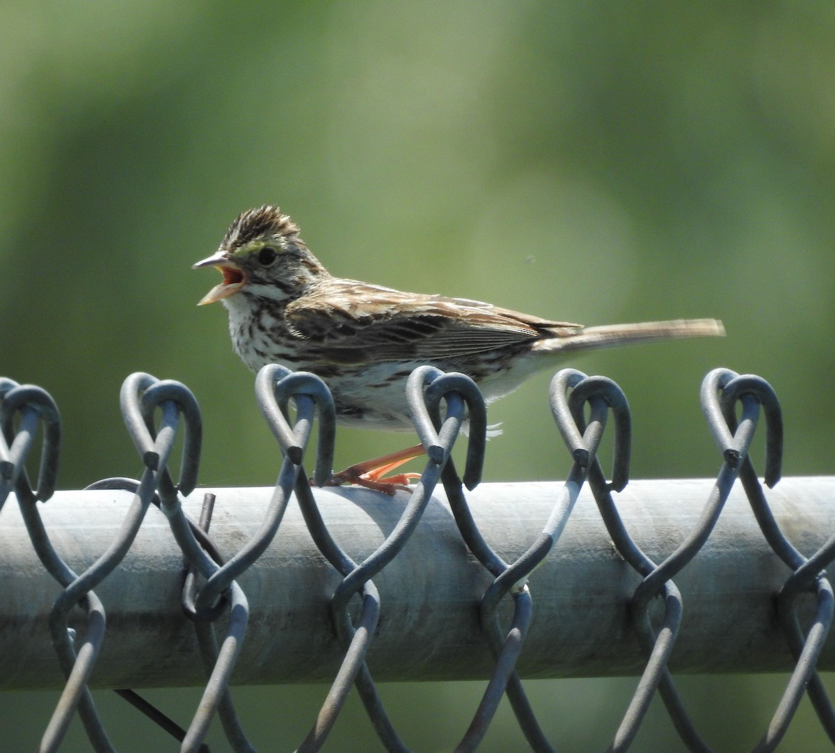 Savannah Sparrow - Shane Sater