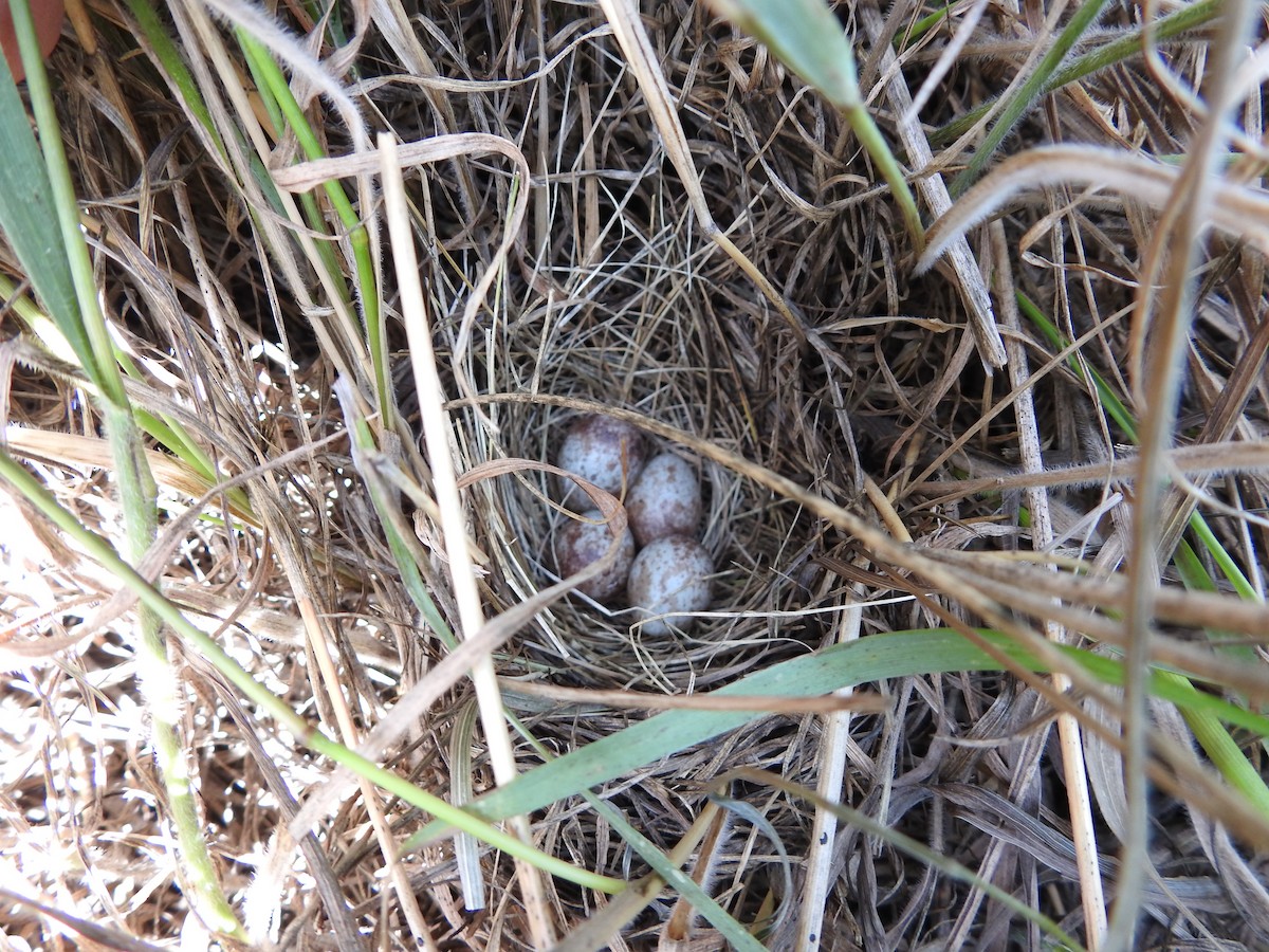 Savannah Sparrow - Shane Sater