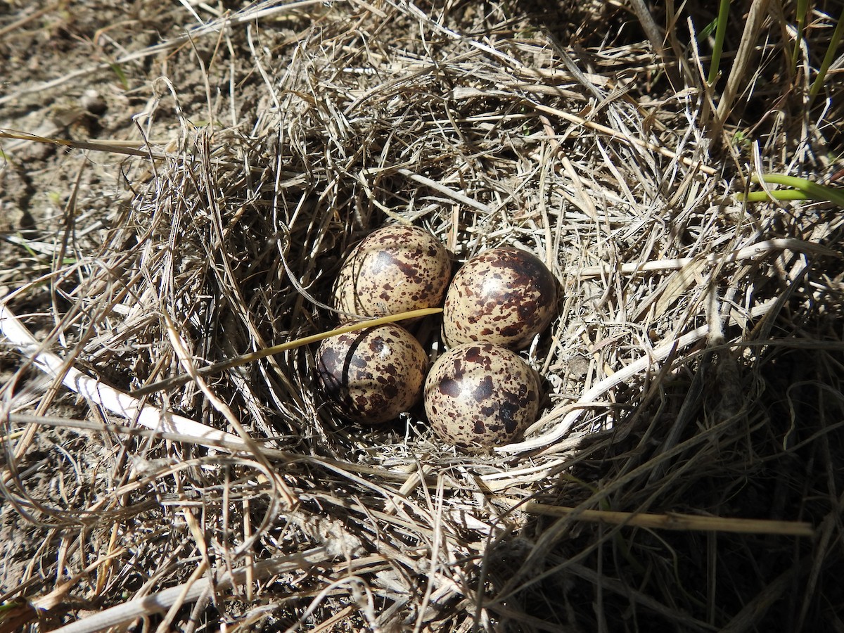 Spotted Sandpiper - Shane Sater