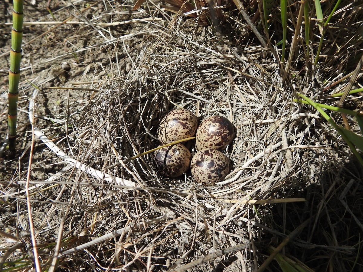 Spotted Sandpiper - ML247293421