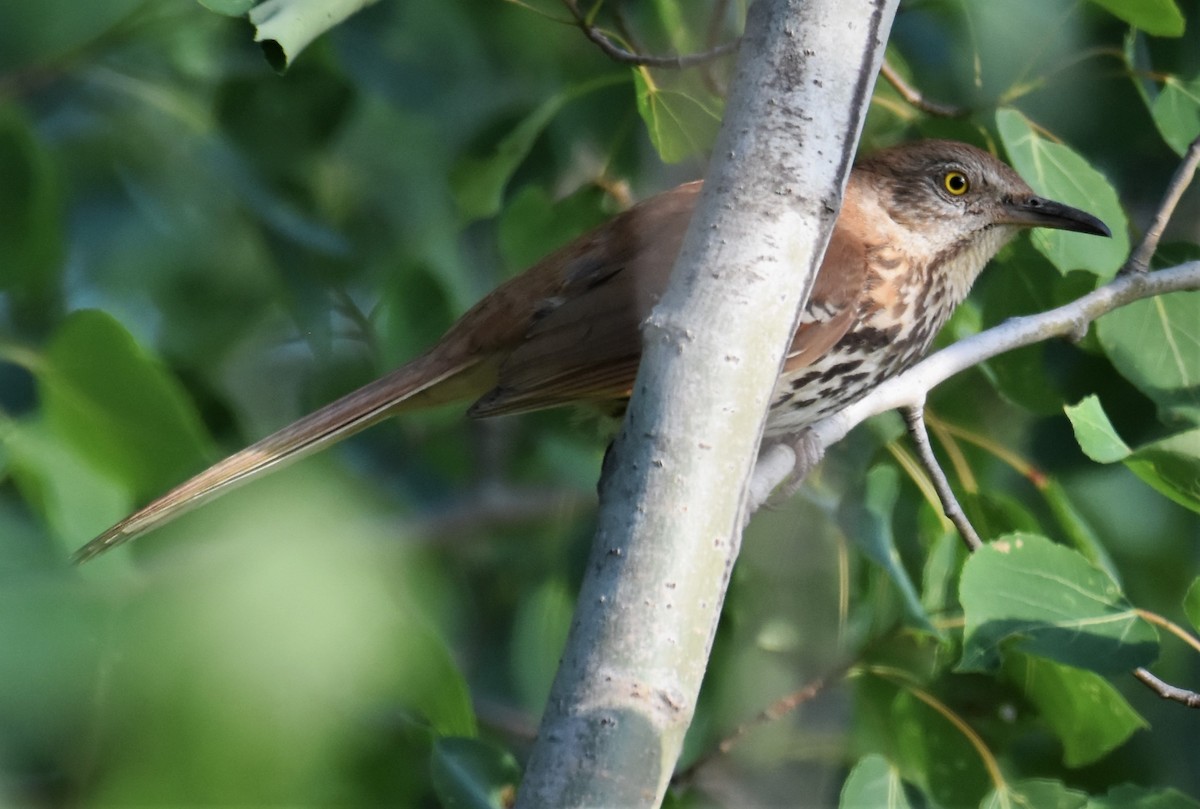 Brown Thrasher - ML247293461