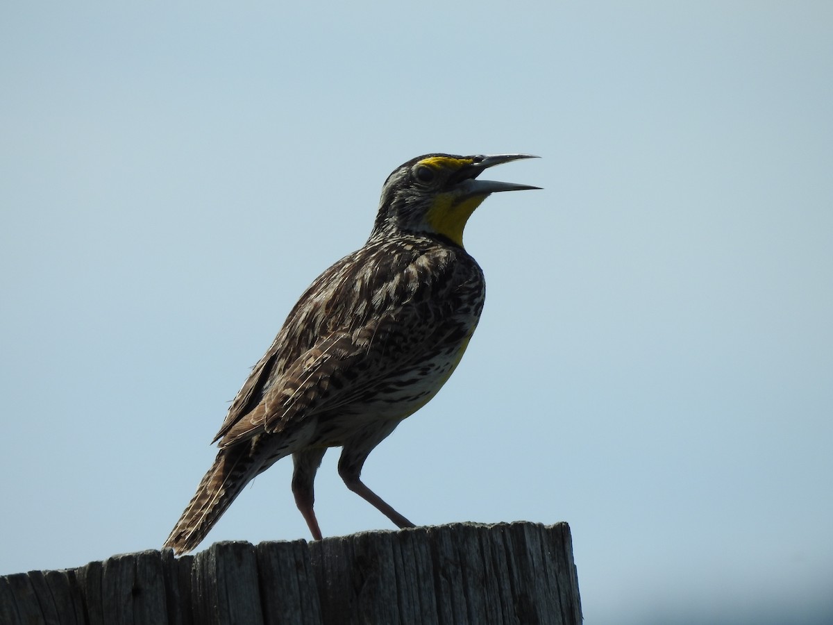 Western Meadowlark - Shane Sater