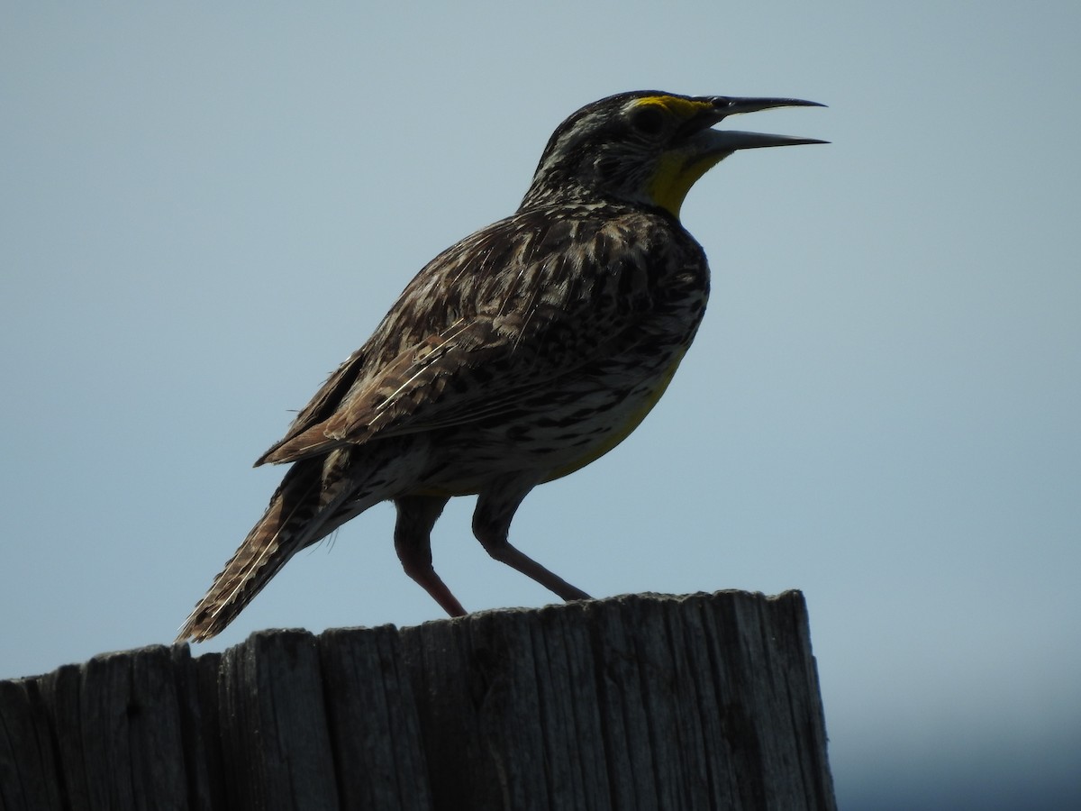 Western Meadowlark - ML247293701