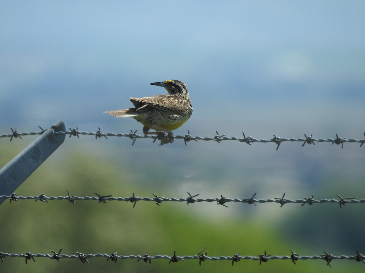 Western Meadowlark - ML247293731