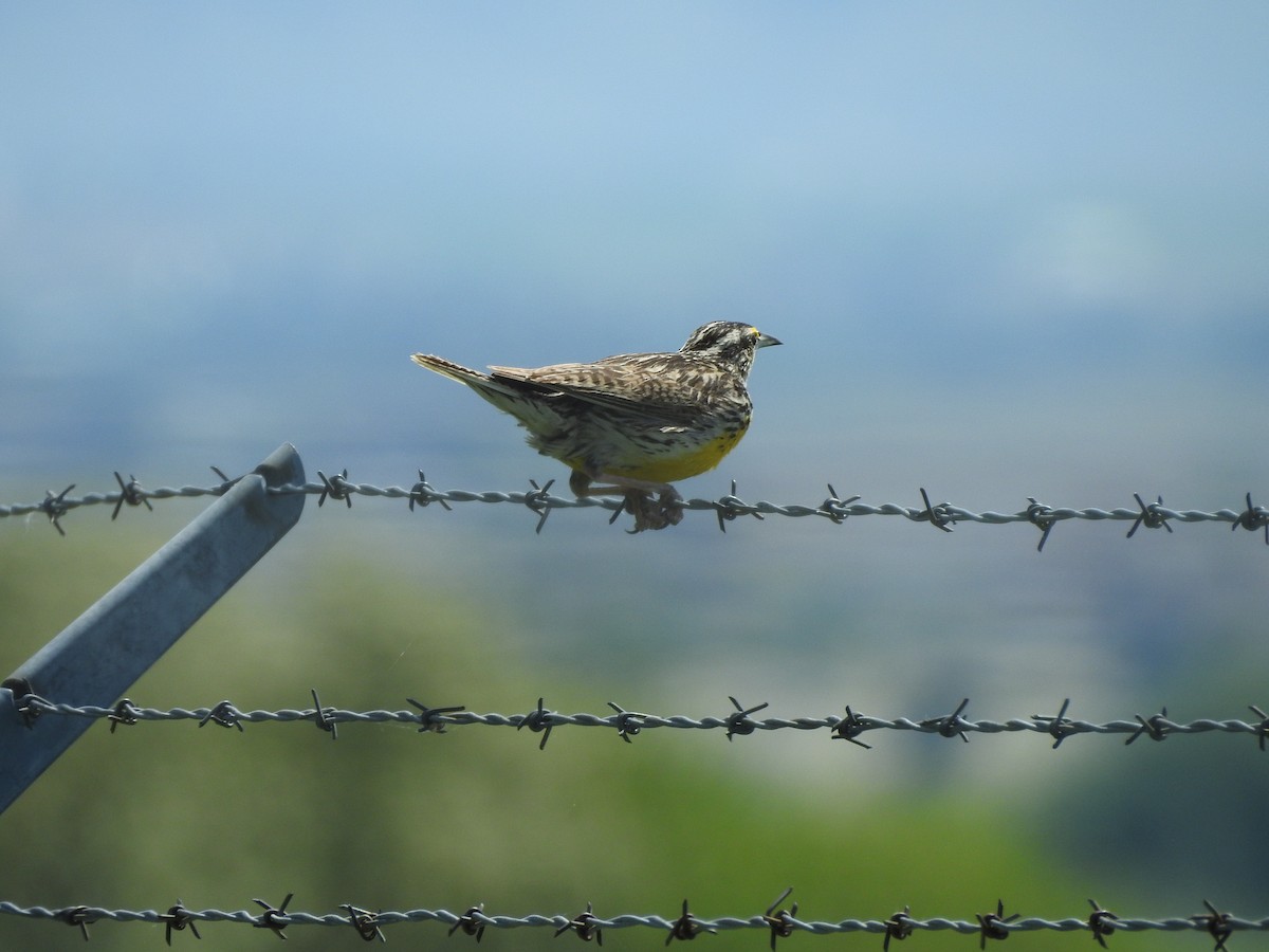 Western Meadowlark - ML247293781