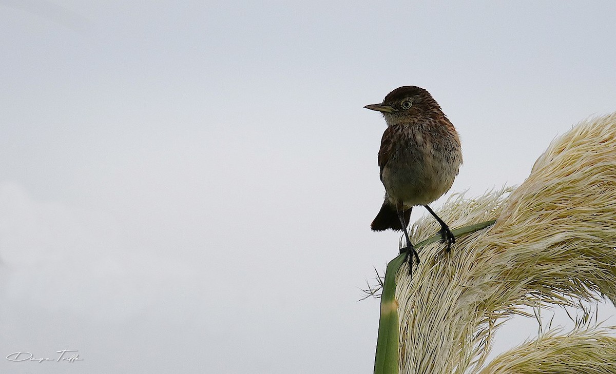 Spectacled Tyrant - Diego Trillo