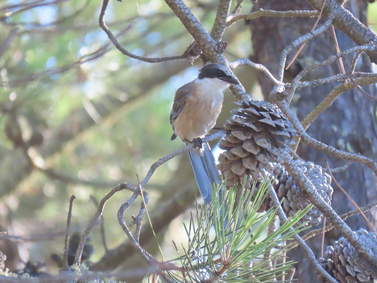 Iberian Magpie - ML247296181