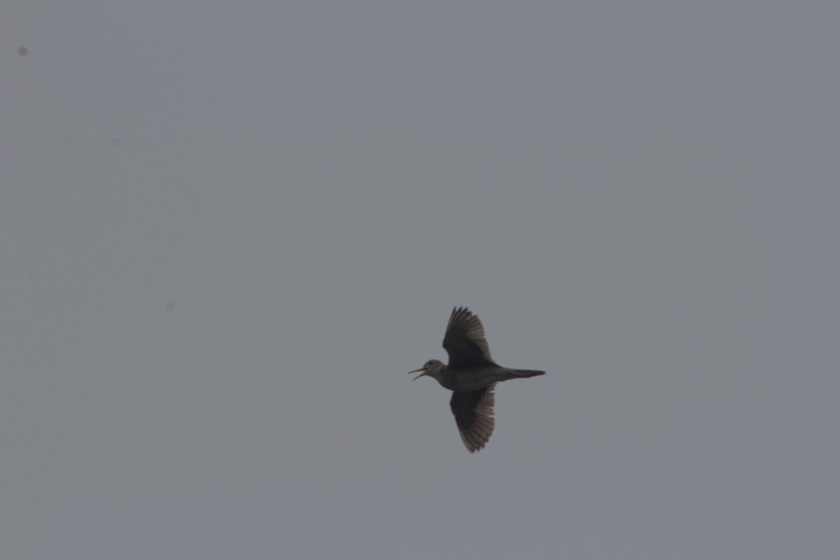 Upland Sandpiper - Fen Levy