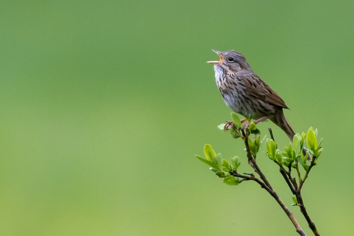 Lincoln's Sparrow - ML247296841