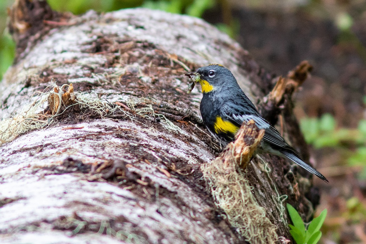 Yellow-rumped Warbler (Audubon's) - ML247296981