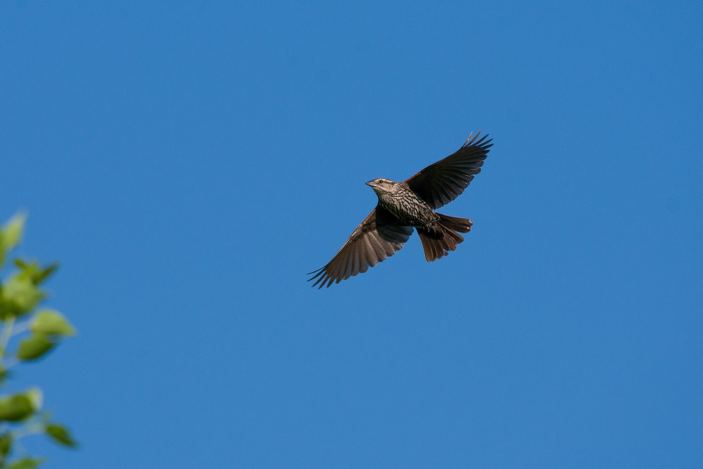 Red-winged Blackbird - ML247299801