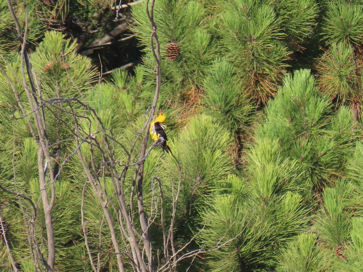 Eurasian Golden Oriole - Luís Manuel Silva