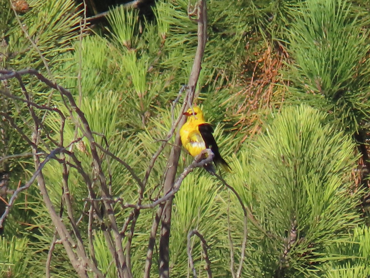 Eurasian Golden Oriole - ML247300281