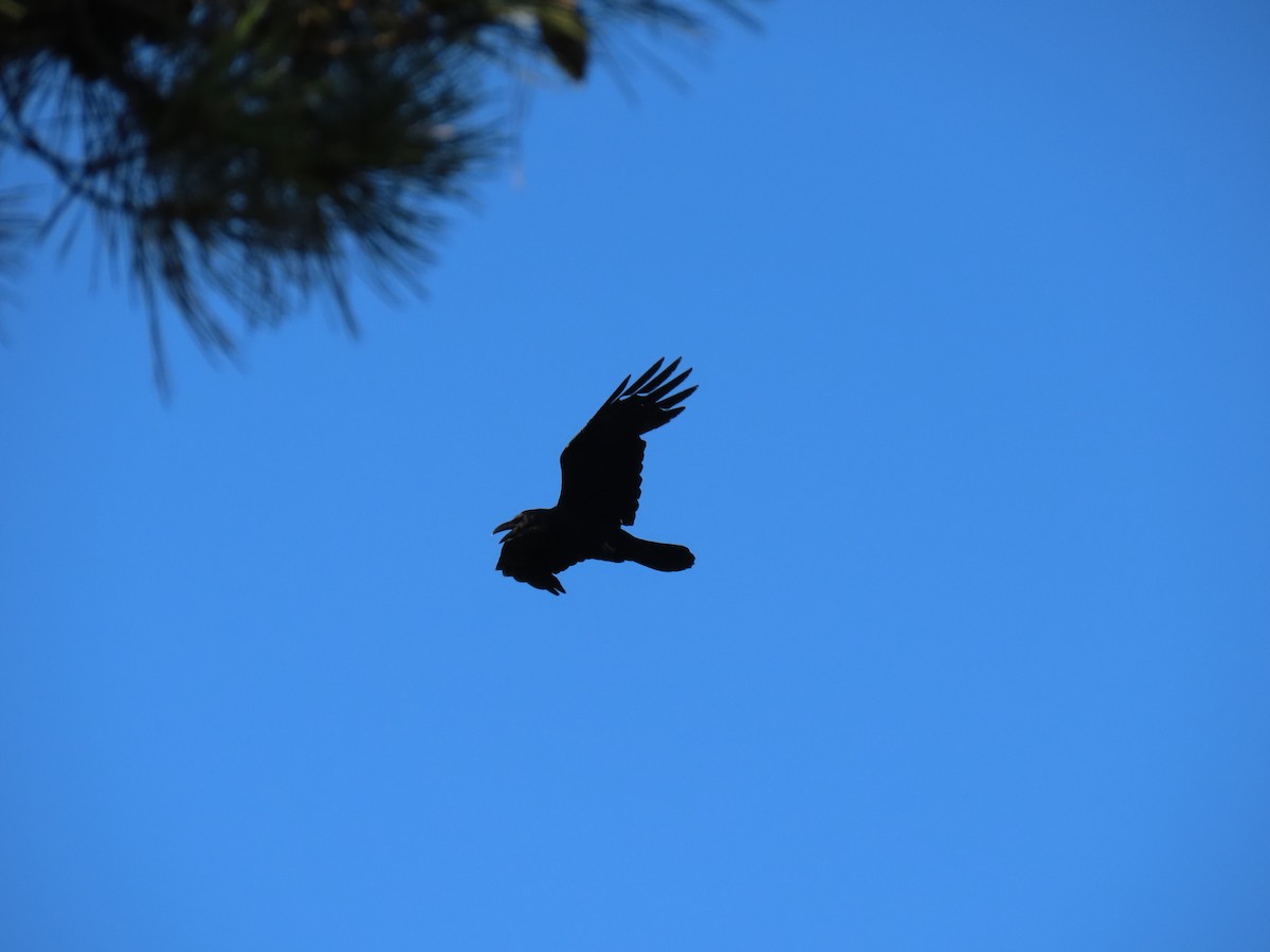 Common Raven - ML247300451