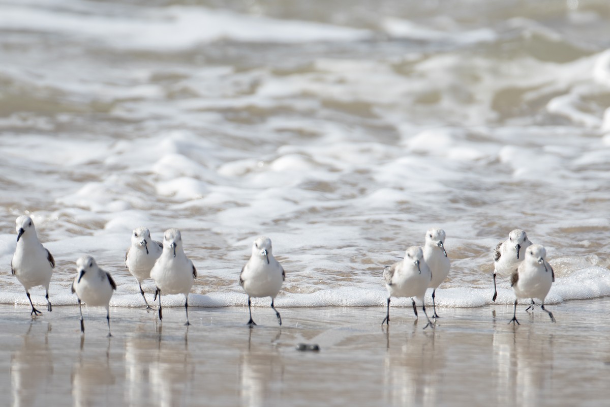 Гурвалж элсэг - ML24730201