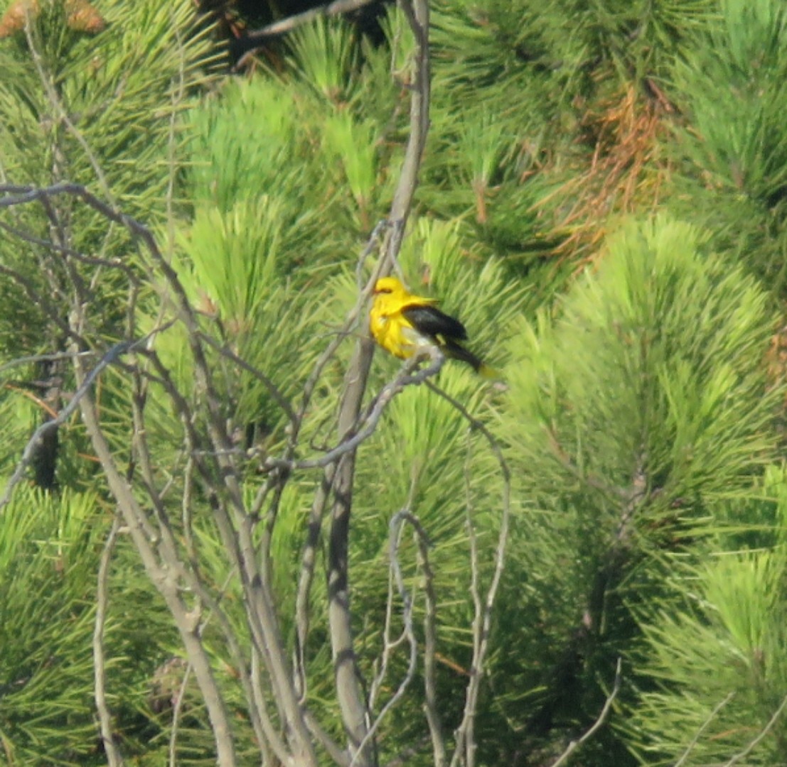 Eurasian Golden Oriole - ML247302901