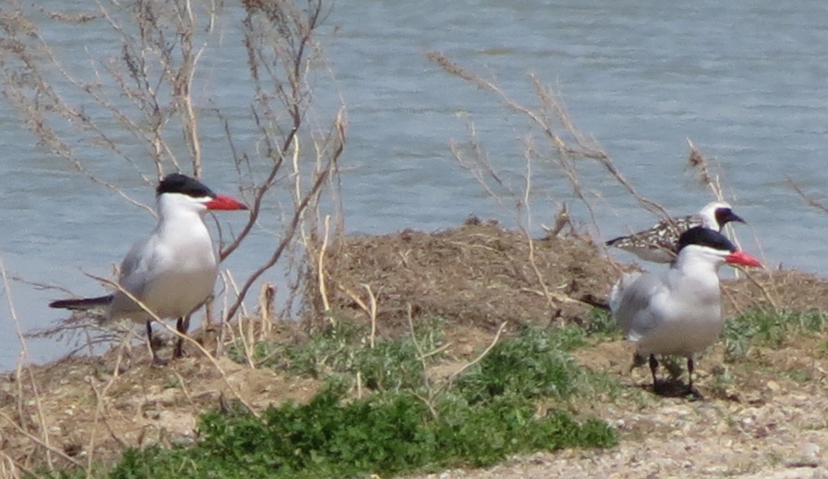 Caspian Tern - ML24730381