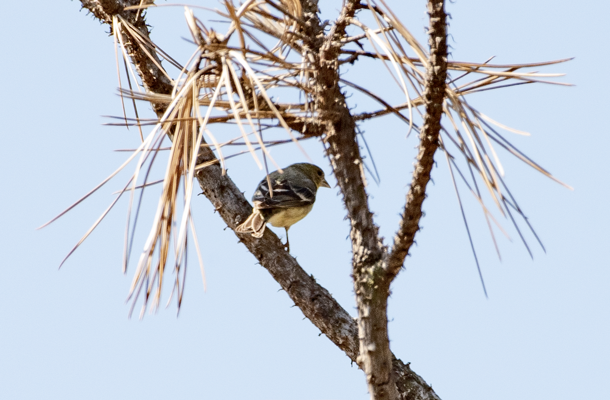 Western Tanager - Andrea C