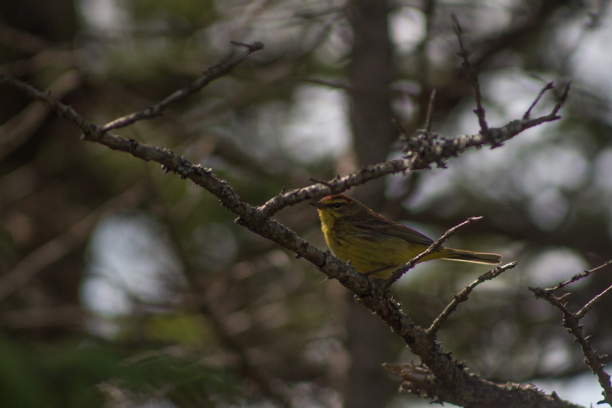Palm Warbler (Yellow) - Sage Levy