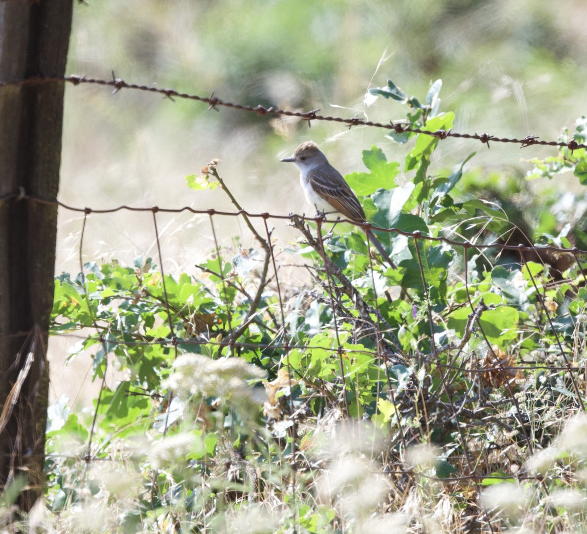 Ash-throated Flycatcher - Terri Vincent