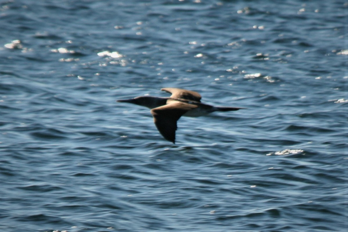 Blue-footed Booby - Steven Edwards
