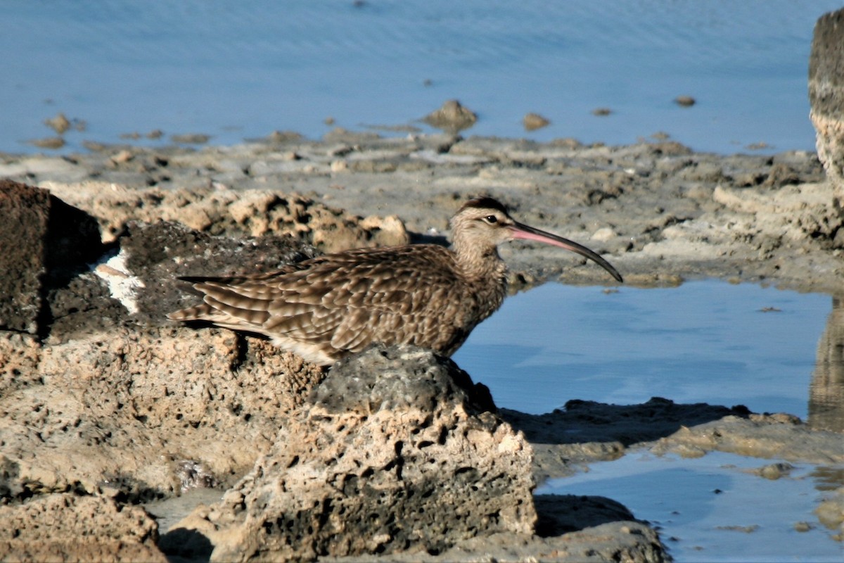 Whimbrel - Steven Edwards