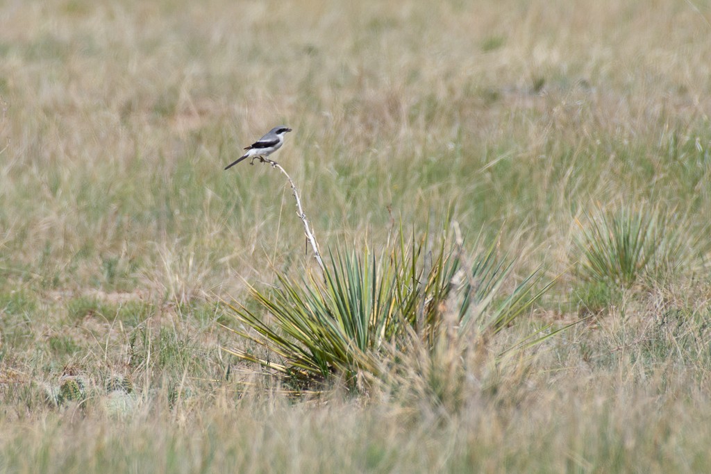 Loggerhead Shrike - ML247309081