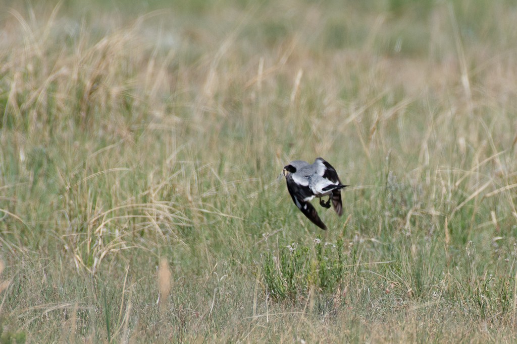 Loggerhead Shrike - ML247309101