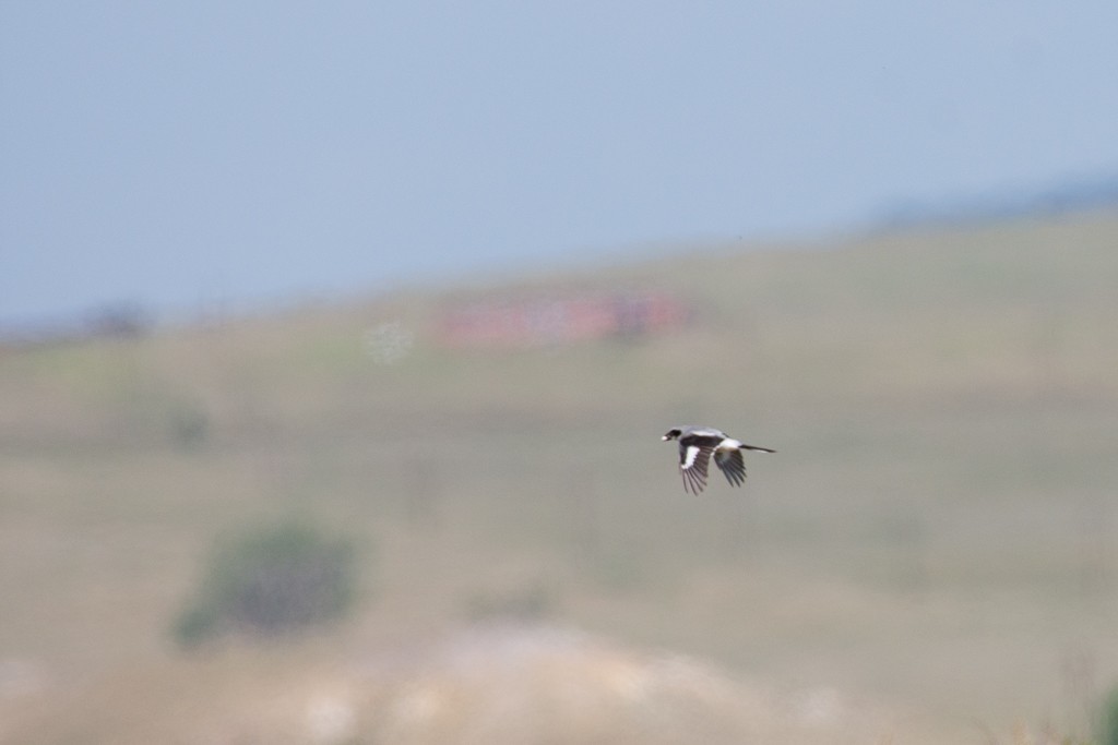 Loggerhead Shrike - ML247309121